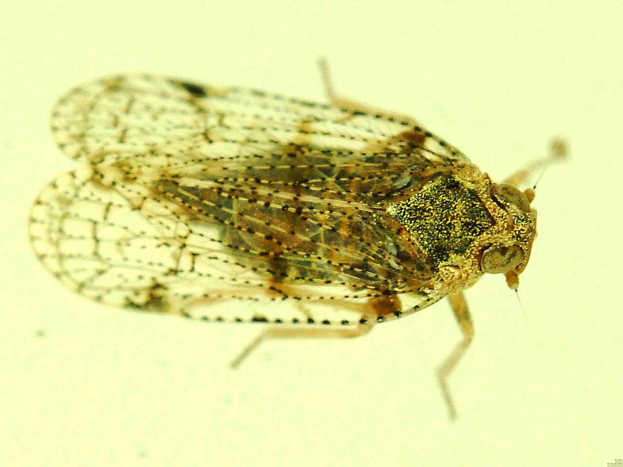 Hayward: Insects of The Oaks - A Residential Community