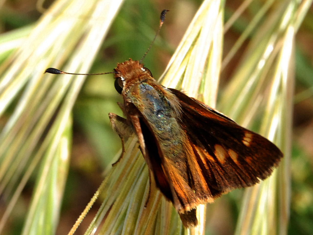 Oakland: Insects of Bishop O'Dowd High School